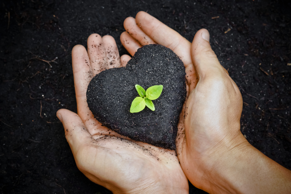 Tree seedling in heart shaped earth in palms of hands