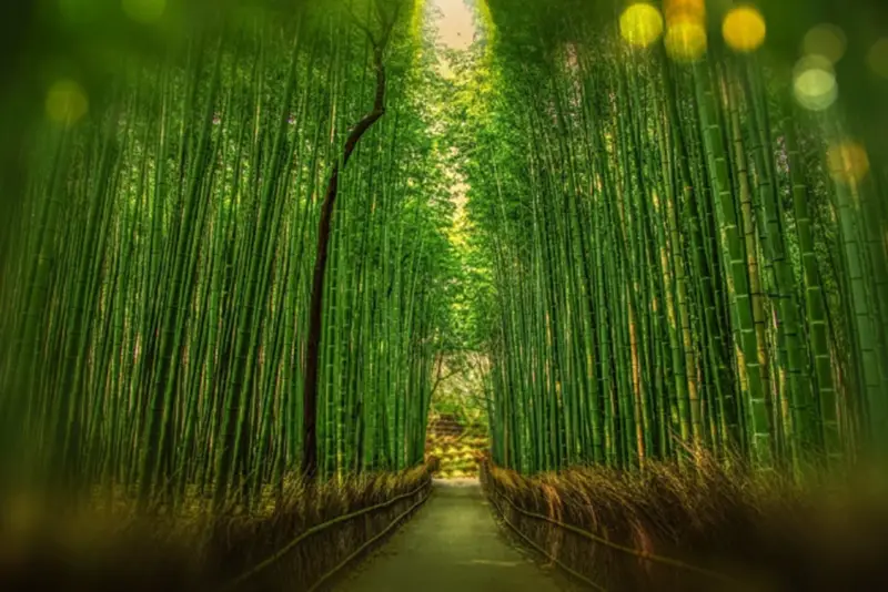 Bamboo forest with path through it