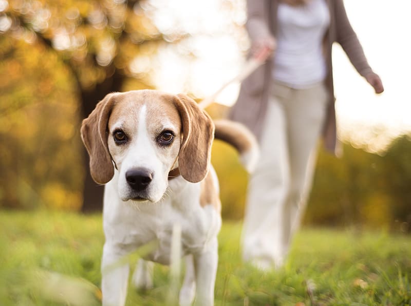 Senior woman walking her beagle dog in countryside