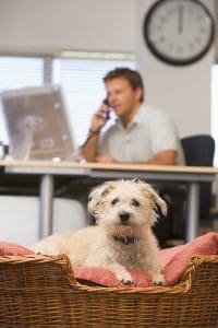 6 Benefits of Having a Pet-friendly Office