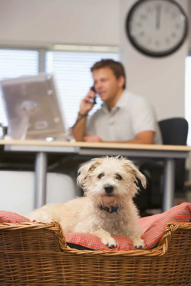 6 Benefits of Having a Pet-friendly Office Dog lying in office with man in background