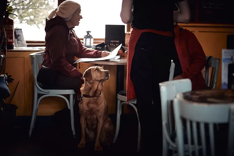 dog friendly cafe – waitress taking customer order