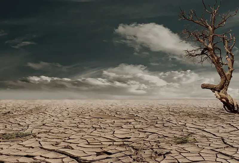 dry earth desert tree - effects of climate change