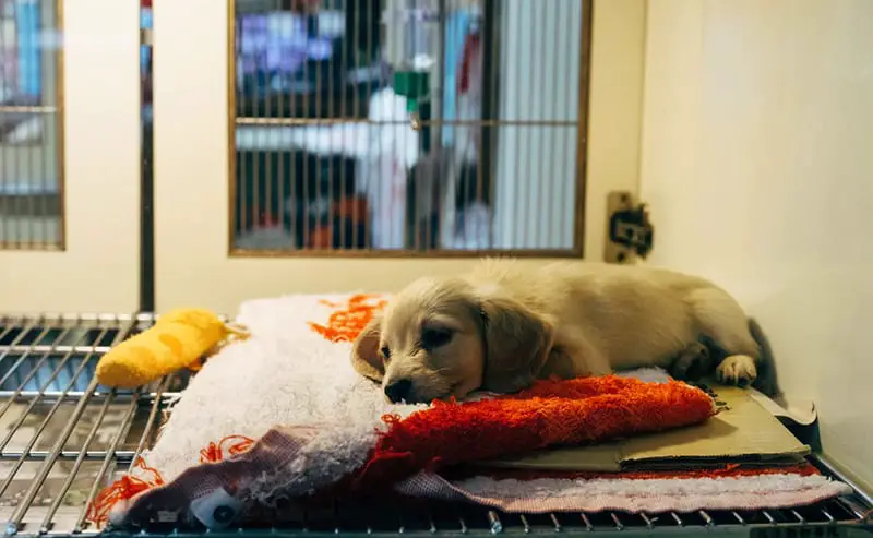 A brown puppy lying in a soft mat