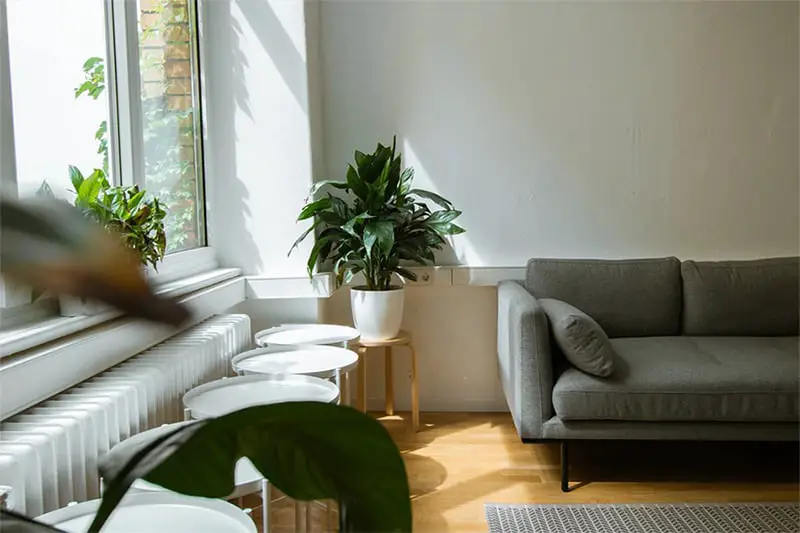 A living room with gray couch, white chairs and green leafy plants