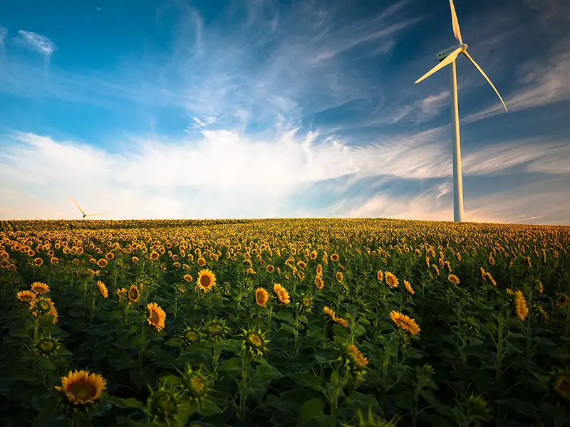 Green energy – wind turbine in field of sunflowers