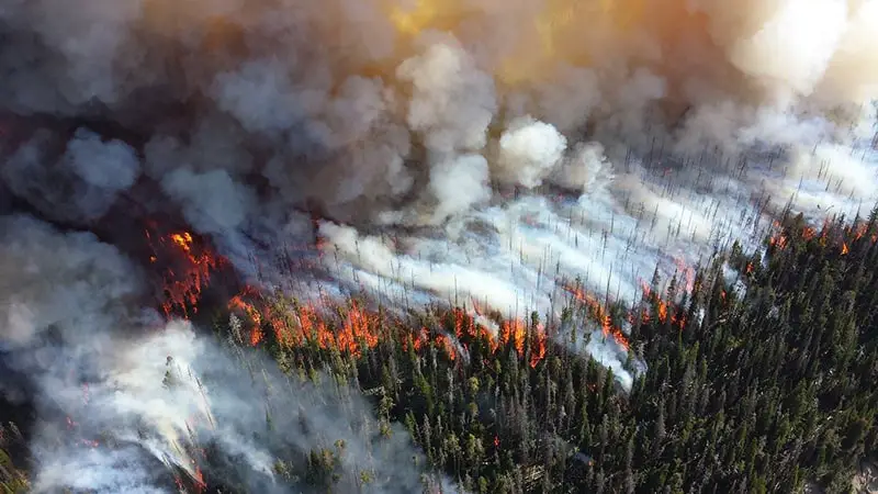 Wildfire season - forest wildfire blaze  smoke trees


