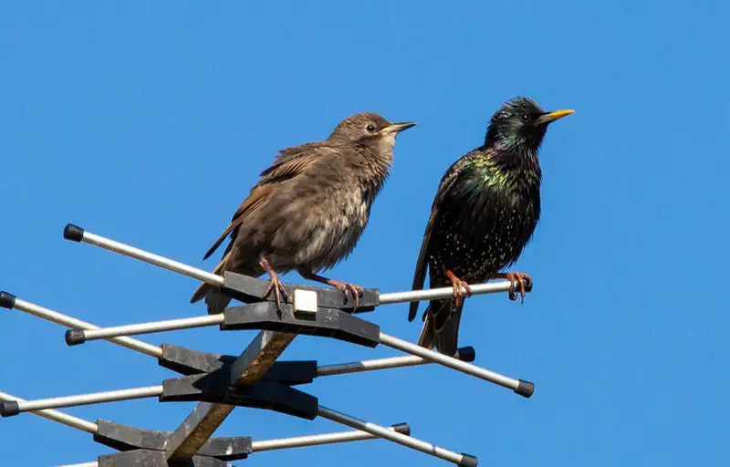 starlings on an aerial – aerial installation on roof