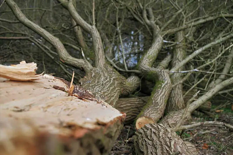 Roden cut tree wood clearing