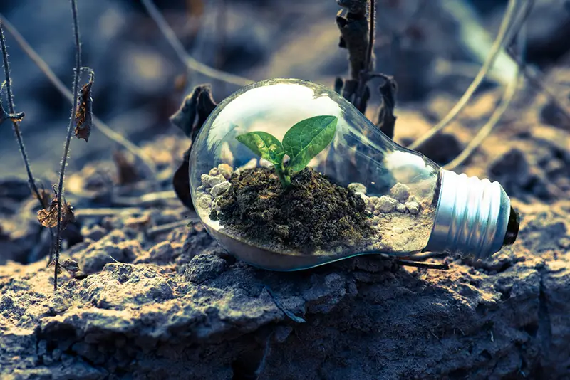 Clear lightbulb planter on the grey rock on the ground