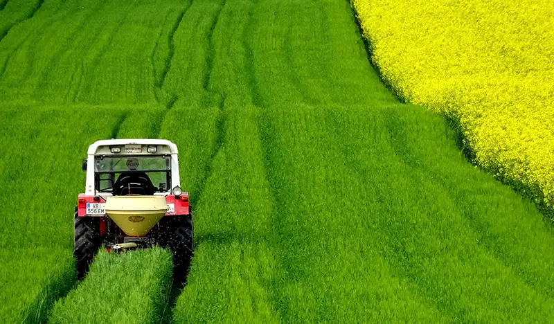 Rapeseeds field tractor