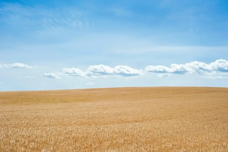 Rice field and blue sky