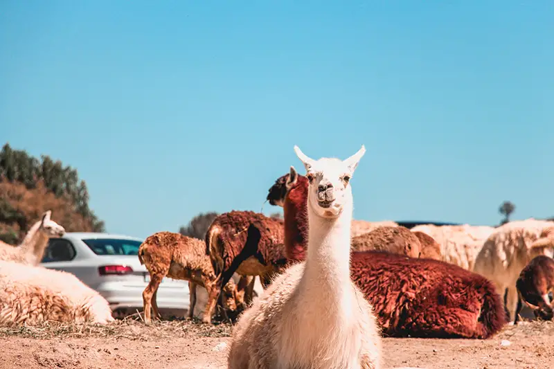 Photo of Alpacas on the ground