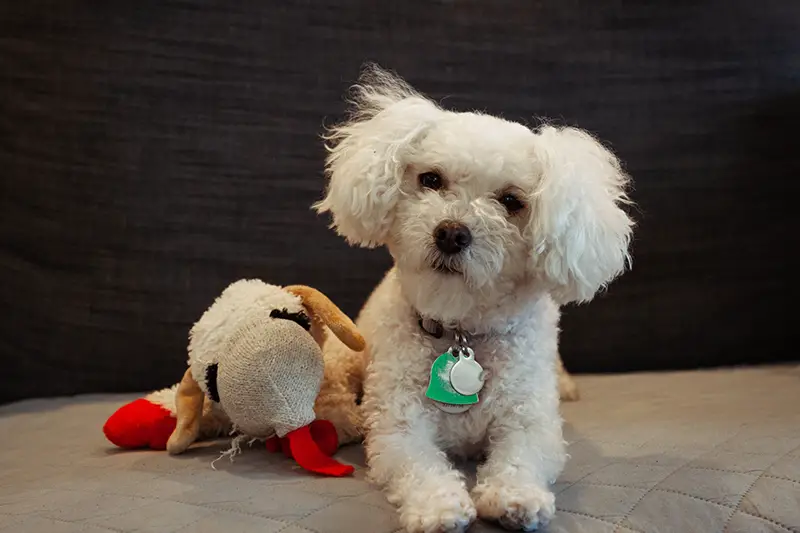 White puppy beside his dog toy
