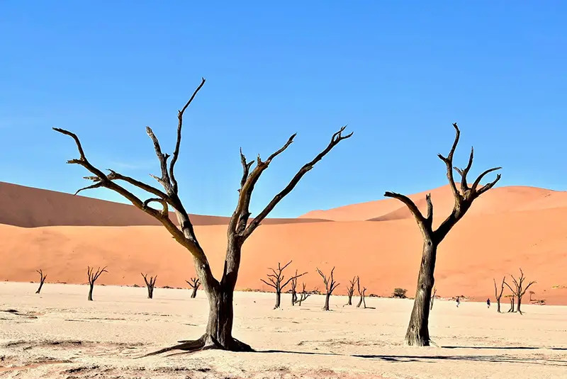 Dried trees in the desert