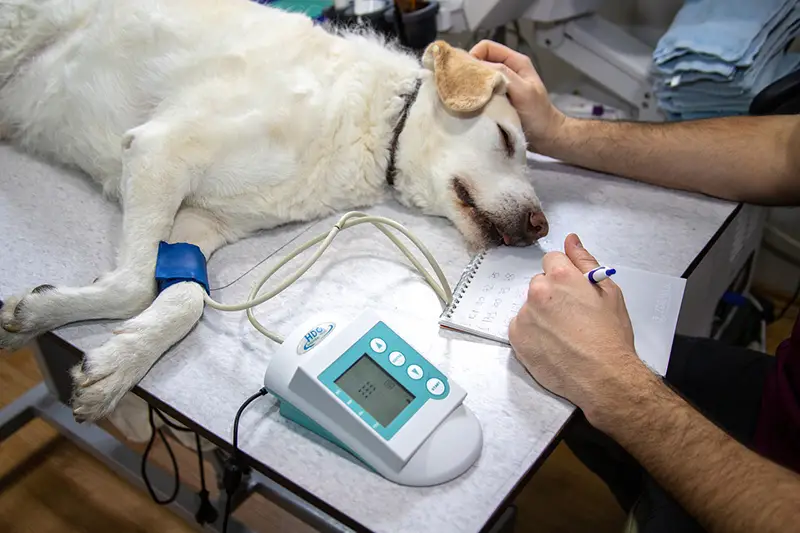dog laying on the bed undergo blood pressure check up
