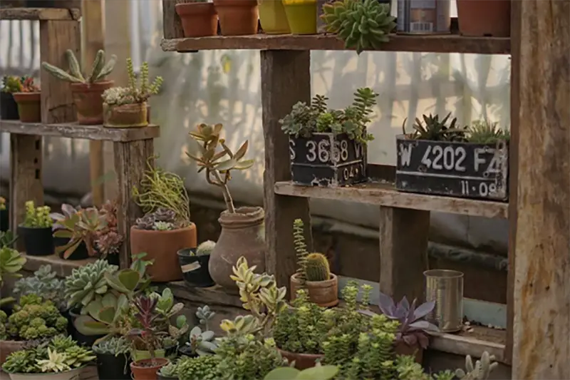 Different kinds of plants in a pot