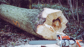 Chainsaw near tree log