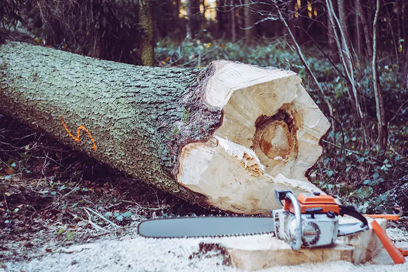 Chainsaw near tree log