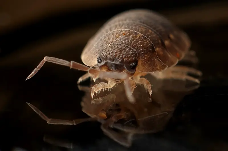 Focus image of bug on black surface