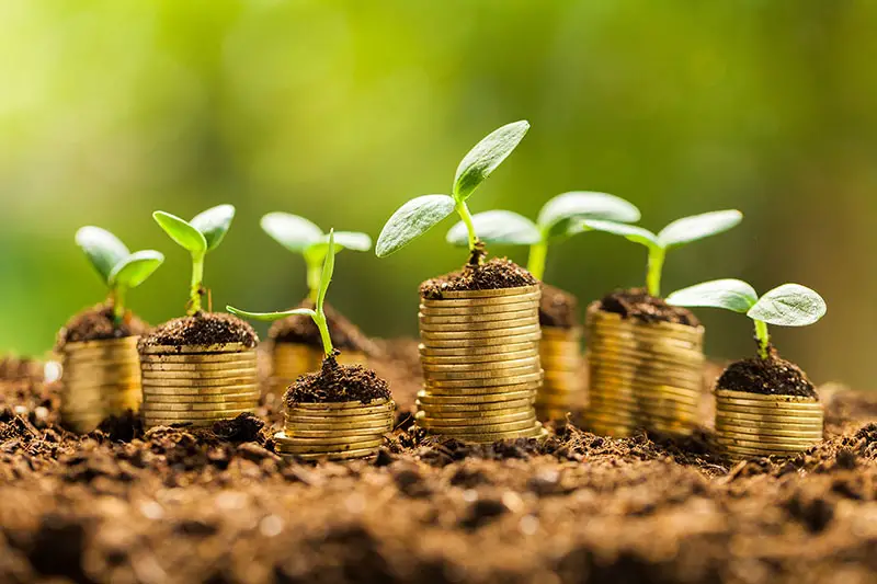 Coins in soil with young plants