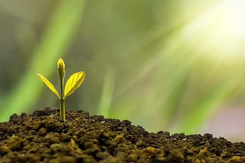 Green plant in a soil