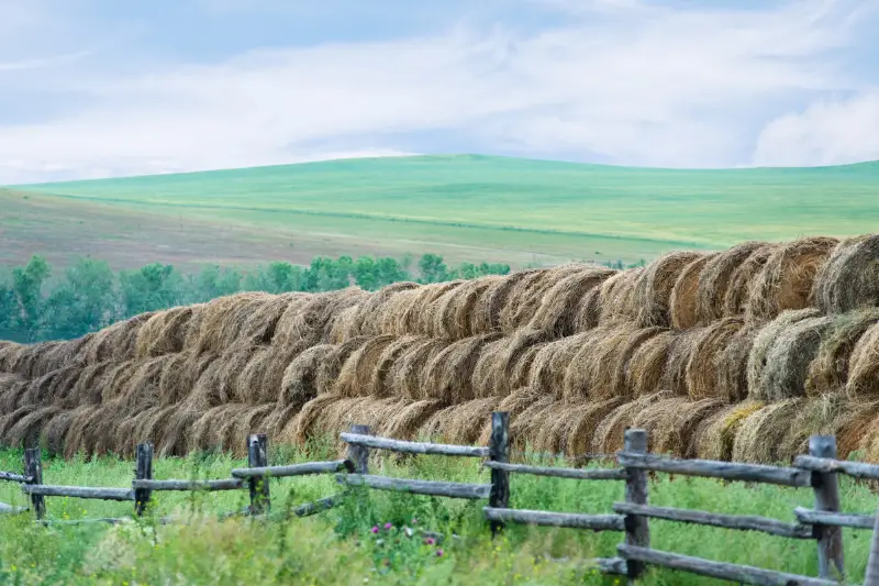 Dry hay rolled and stacked at field