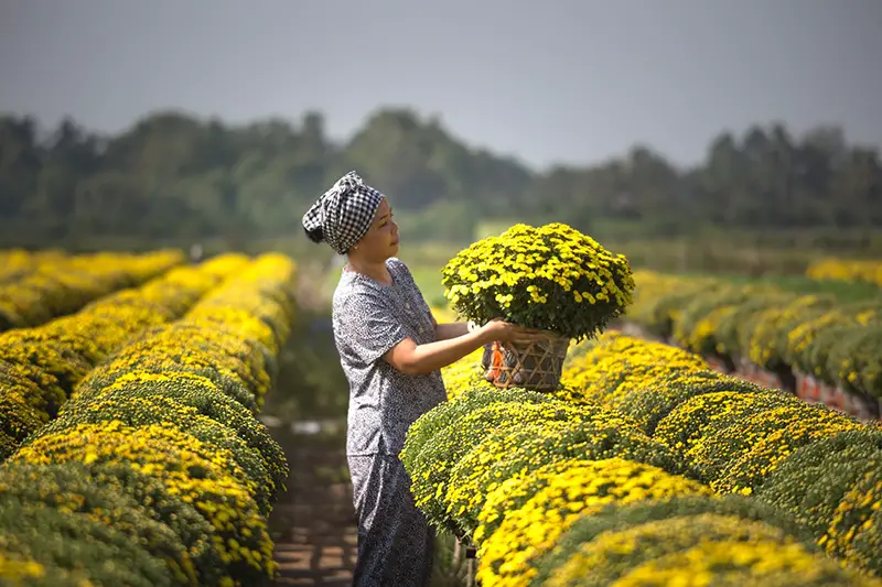 Woman Harvesting Yellow Flowers