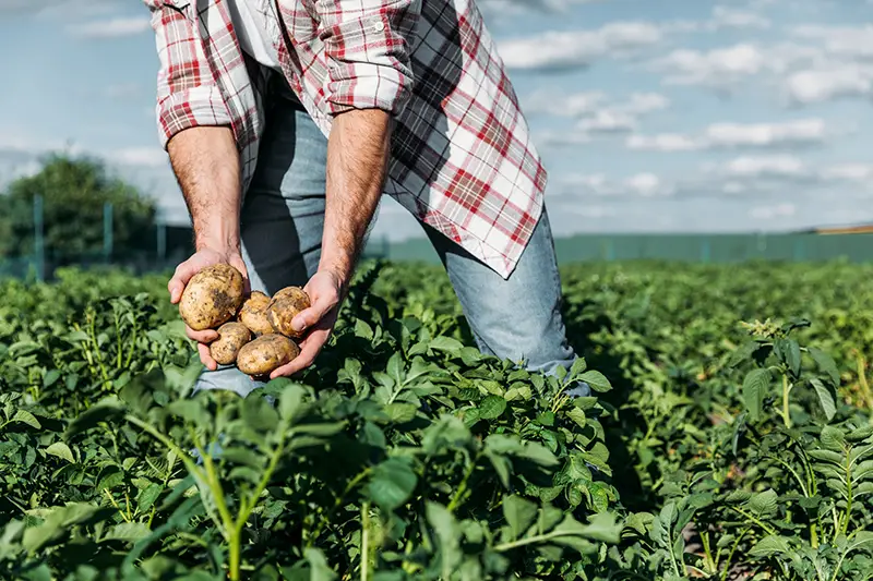 Farmer holding potatoes in field