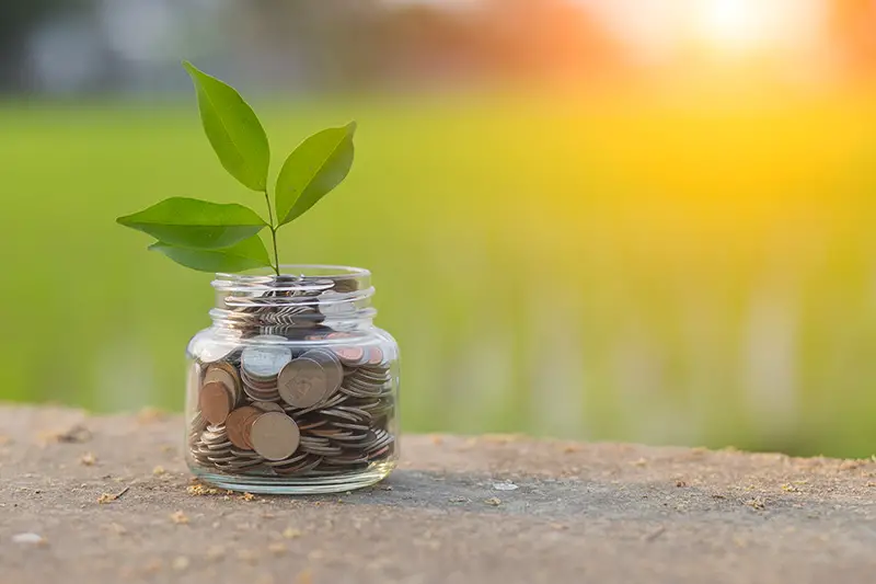 Coins and plant inside glass jar