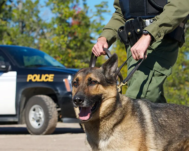 Law Enforcement security dogs