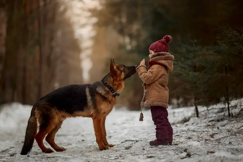 Little girl with German shepherd puppy