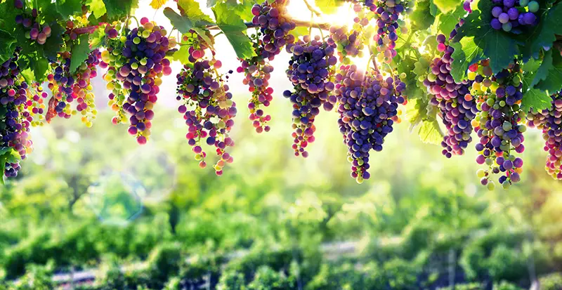 Viticulture The Sun That Ripens The Grapes