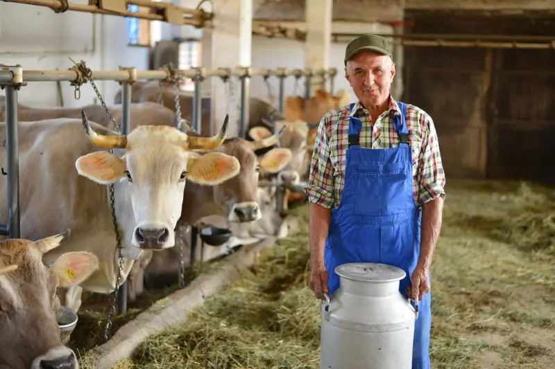 Farmer is working on the organic farm with dairy cows