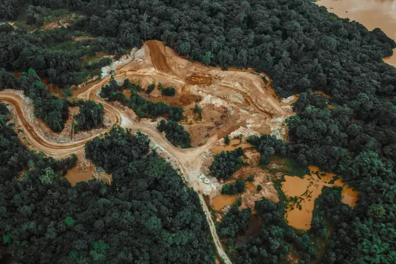 Aerial view of forestry