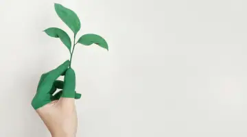 Person's Left Hand Holding Green Leaf Plant