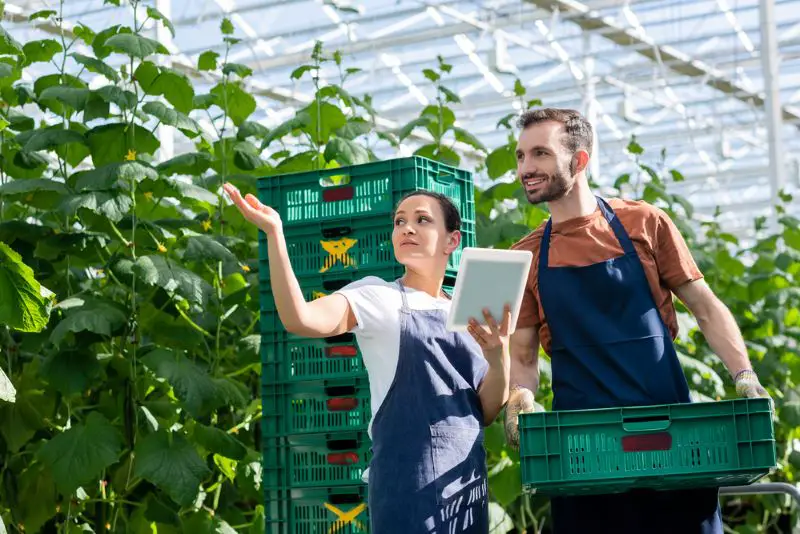 Farmer holding plastic box in the greenhouse